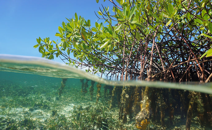 Reforesting Indonesia with Mangroves - the World's Most Carbon-Absorbent Ecosystem