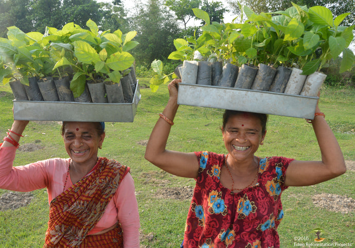 One Brush = One Tree Update: We've Planted 24,190 Trees!