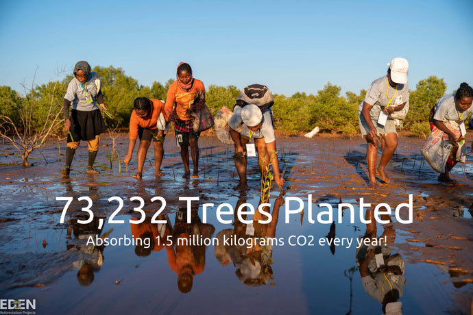 BAMWOO Celebrates 73,232 Trees Planted - Absorbing 1.5 MILLION KILOGRAMS of CO2 every year!